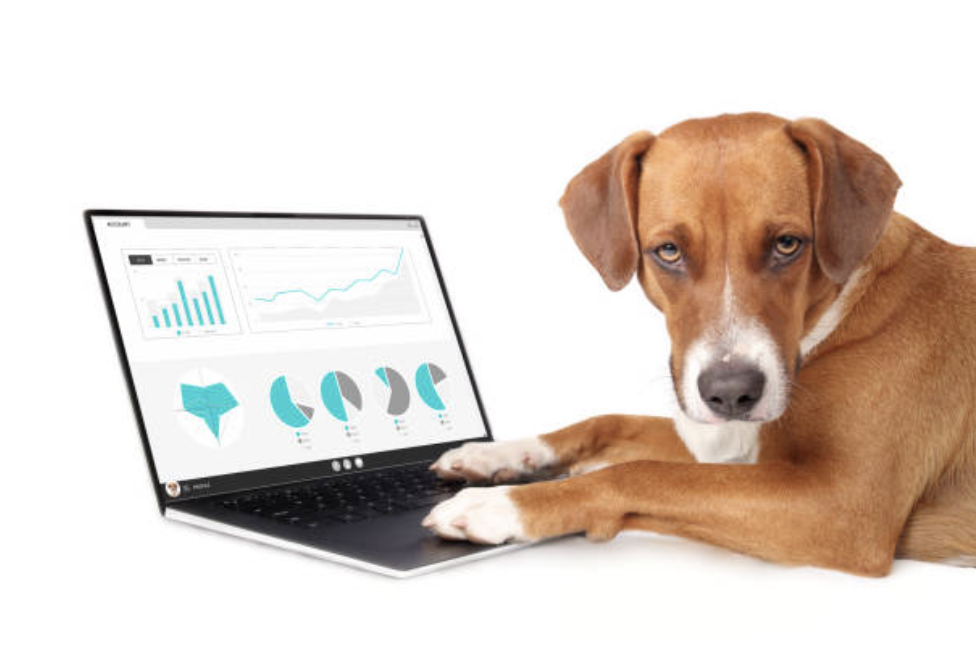 My Annual Performance, as Reviewed by My Dog - McSweeney’s Internet Tendency
