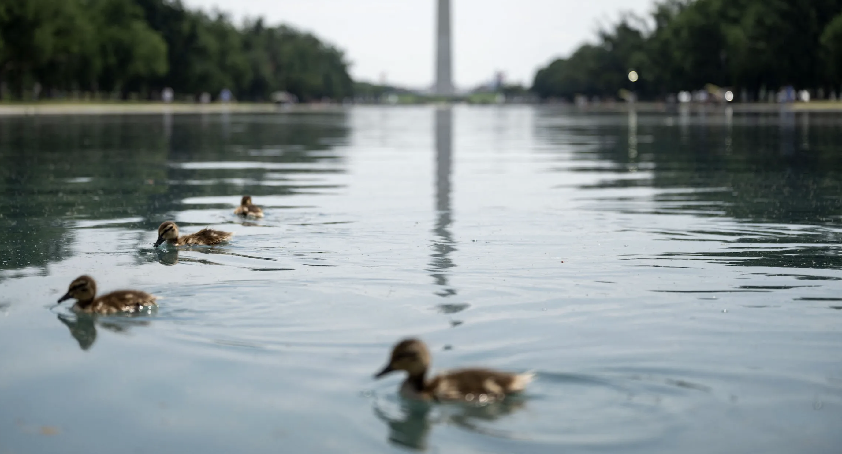 An Open Letter to the Dead Duck Seen Floating in the Lincoln Memorial Reflecting Pool - McSweeney’s Internet Tendency