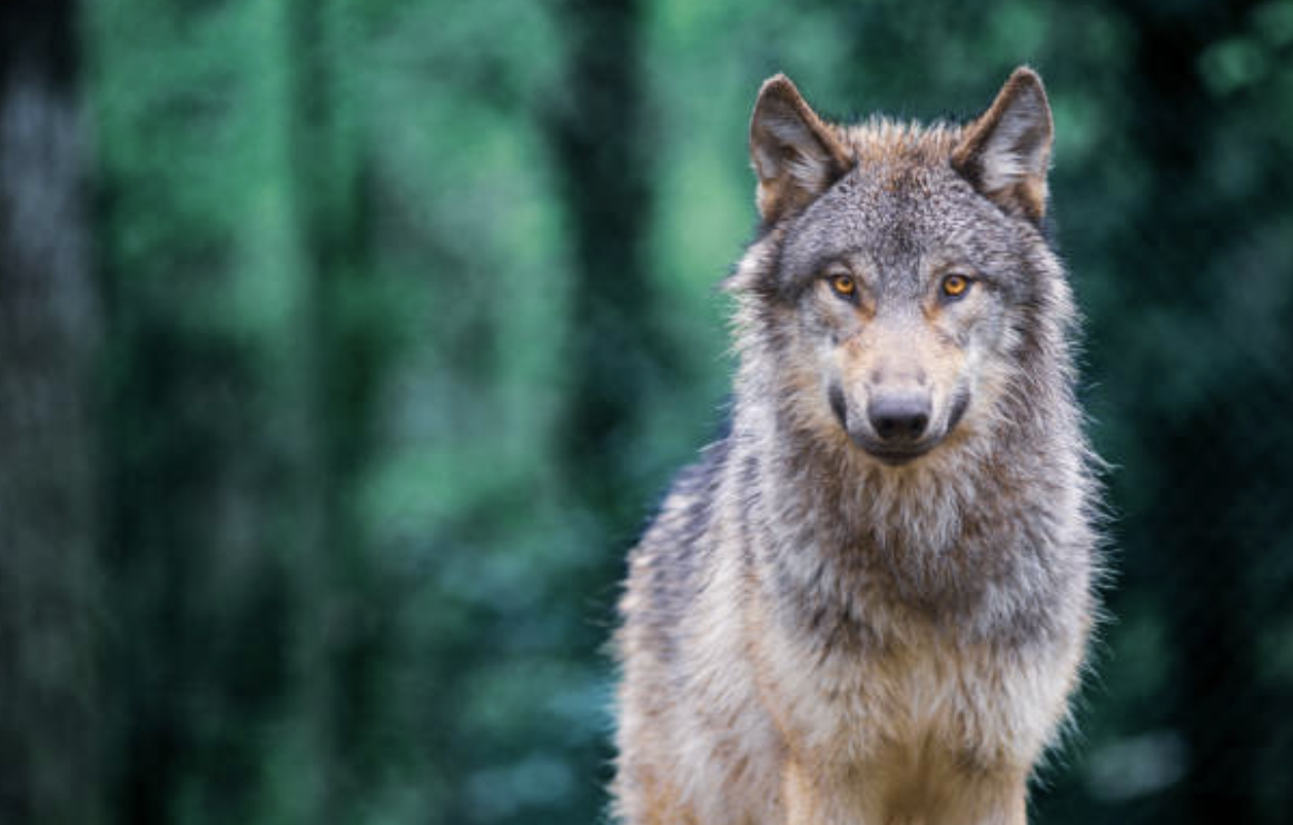 Why It’s Actually a Reassuring Sign that You’re About to Be Eaten by Wolves, Ethan