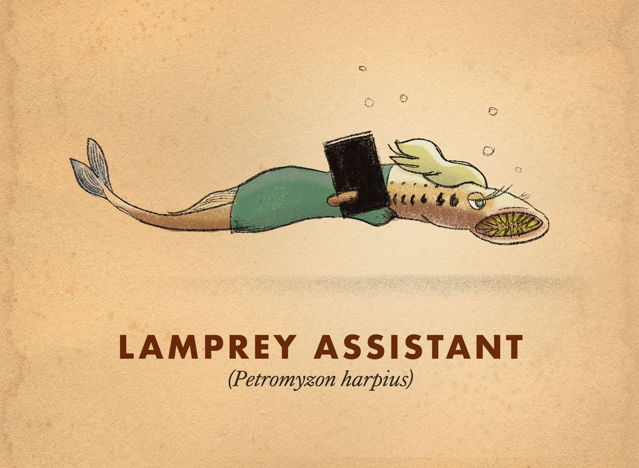 A Field Guide to the Wildlife of Lake America - McSweeney’s Internet Tendency