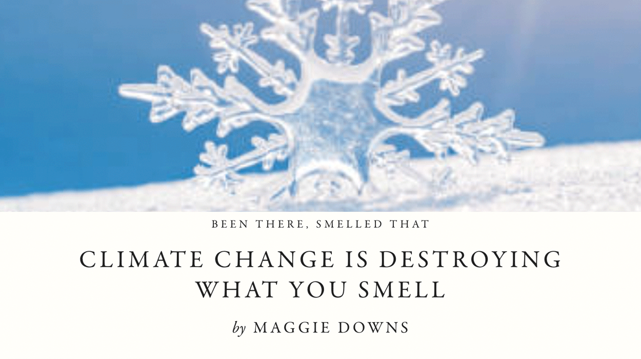 Been There, Smelled That: Climate Change Is Destroying What You Smell ...