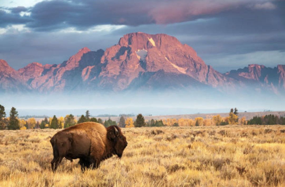 The Great American Bison: A History of Death and Resilience - McSweeney ...