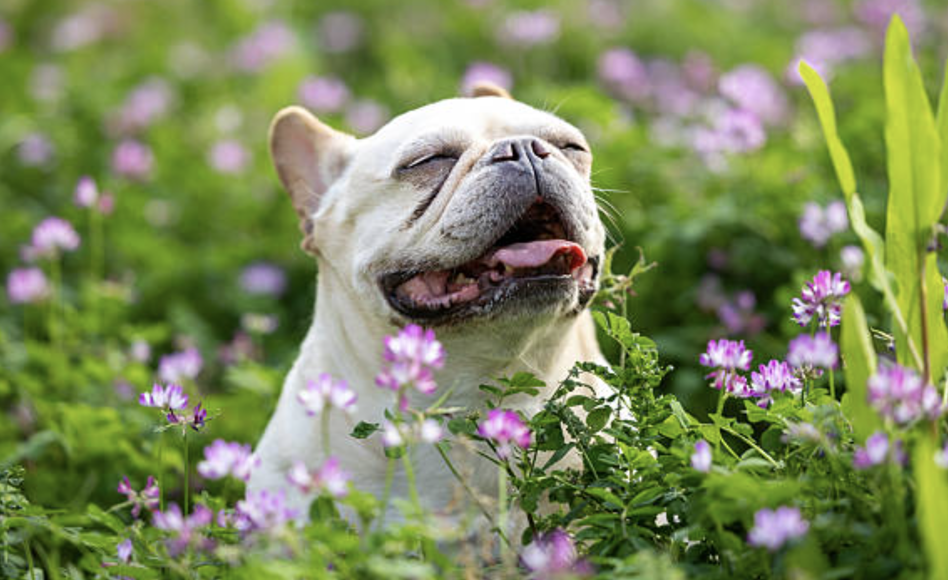 A French Bulldog’s Acceptance Speech for Being Named the American Kennel Club’s Most Popular Dog Breed for the Fourth Consecutive Year