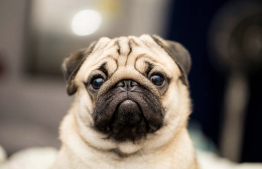 I Am Your Pug and I Have Heard the Call of the Wild - McSweeney’s ...