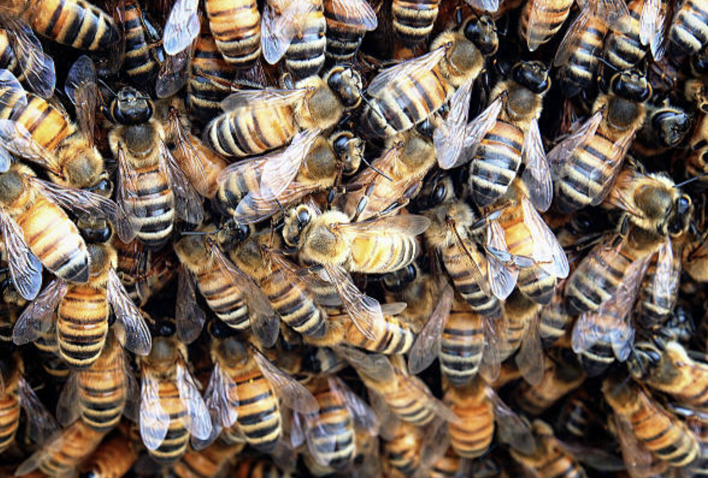 My Husband Has Been a Garbage Bag Full of Bees This Whole Time ...